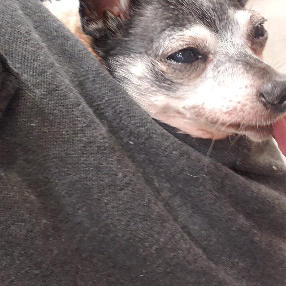 The Pepe' Animal Foundation !!!! - Picture 8 of 16